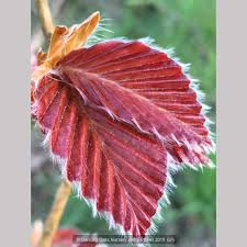 Attēlu rezultāti vaicājumam “Fagus sylvatica leaf”