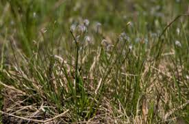 Attēlu rezultāti vaicājumam “Trichophorum alpinum fruit”