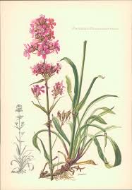 Image result for Pechnelke