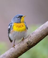 Image result for Parula americana