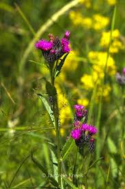 Attēlu rezultāti vaicājumam “Serratula tinctoria”