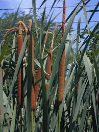 Attēlu rezultāti vaicājumam “Typha latifolia”