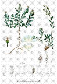 Attēlu rezultāti vaicājumam “Sinapis alba fruit”