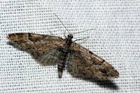 Attēlu rezultāti vaicājumam “Eupithecia lanceata”