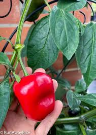 Afbeeldingsresultaat voor red rocoto hot pepper