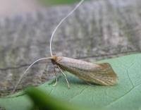 Attēlu rezultāti vaicājumam “Nematopogon sp.”