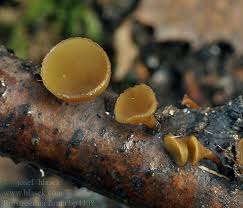 Attēlu rezultāti vaicājumam “Rutstroemia firma”