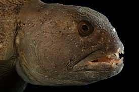 Image result for Anarhichas lupus