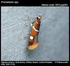 Attēlu rezultāti vaicājumam “Oecophoridae”