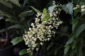 Attēlu rezultāti vaicājumam “Phellodendron amurense flower”