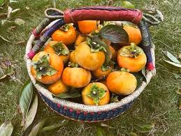 Image result for sharon fruit