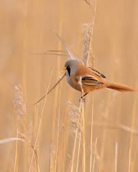 Attēlu rezultāti vaicājumam “Panurus biarmicus”