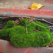 Attēlu rezultāti vaicājumam “Didymodon rigidulus sporophyte”