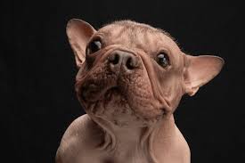 Image result for ugliest dog