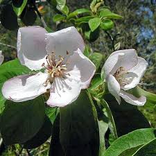 Attēlu rezultāti vaicājumam “Cydonia oblonga flower”