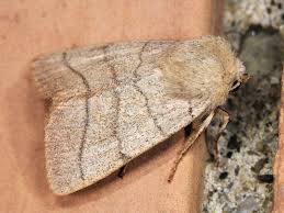 Attēlu rezultāti vaicājumam “Charanyca trigrammica”