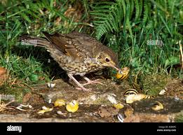 Attēlu rezultāti vaicājumam “Turdus philomelos adult”