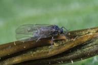 Attēlu rezultāti vaicājumam “Pemphigus borealis”