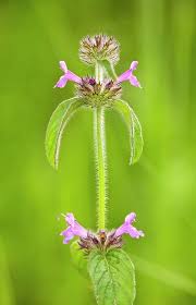 Attēlu rezultāti vaicājumam “Clinopodium vulgare fruit”