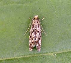 Attēlu rezultāti vaicājumam “Nemapogon cloacella”