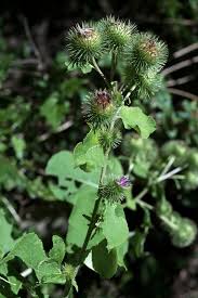 Attēlu rezultāti vaicājumam “Arctium lappa”
