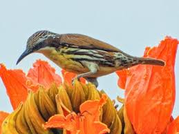 Attēlu rezultāti vaicājumam “Rhabdomiris striatellus imago”