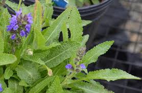 Attēlu rezultāti vaicājumam “Salvia nemorosa leaf”