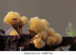 Attēlu rezultāti vaicājumam “Hemitrichia calyculata”