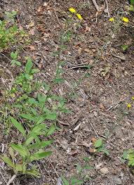 Attēlu rezultāti vaicājumam “Hieracium umbellatum bud”