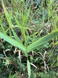 Attēlu rezultāti vaicājumam “Phalaroides arundinacea fruit”