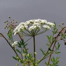 Attēlu rezultāti vaicājumam “Cicuta virosa”