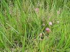 SN5138 : Heather and Grass - via Daymix