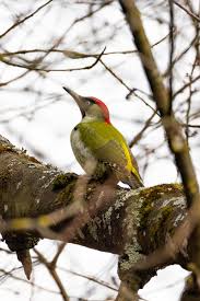 Attēlu rezultāti vaicājumam “Picus viridis”