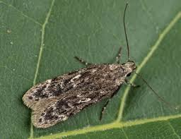 Attēlu rezultāti vaicājumam “Gelechia jakovlevi”