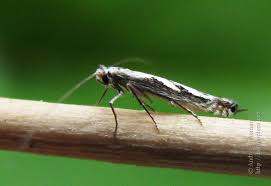 Attēlu rezultāti vaicājumam “Lyonetia prunifoliella”