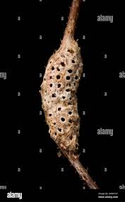 Attēlu rezultāti vaicājumam “Diastrophus rubi”