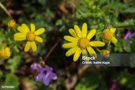 Attēlu rezultāti vaicājumam “Senecio vernalis leaf”