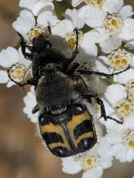 Attēlu rezultāti vaicājumam “Trichius fasciatus imago”