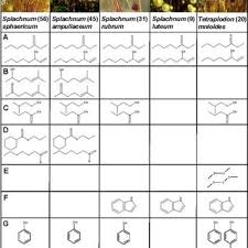 Attēlu rezultāti vaicājumam “Splachnum ampullaceum sporophyte”