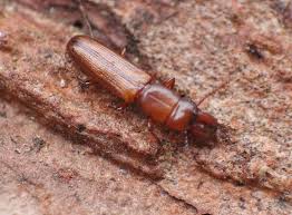 Attēlu rezultāti vaicājumam “Ostoma ferruginea”