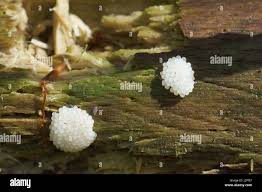 Attēlu rezultāti vaicājumam “Stemonitis axifera stalked”