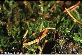 Attēlu rezultāti vaicājumam “Buxbaumia viridis”