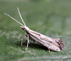 Attēlu rezultāti vaicājumam “Plutellidae”