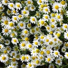 Image result for Matricaria recutita (chamomilla)