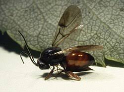 Attēlu rezultāti vaicājumam “Diplolepis eglanteriae”