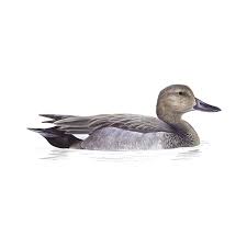 Attēlu rezultāti vaicājumam “Anas strepera”