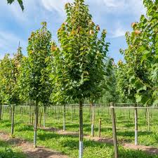 Attēlu rezultāti vaicājumam “Tilia x moltkei”