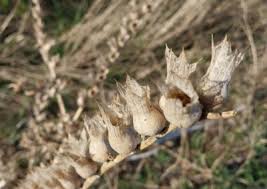 Attēlu rezultāti vaicājumam “Hyoscyamus niger fruit”