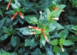 Image result for Cuphea ignea