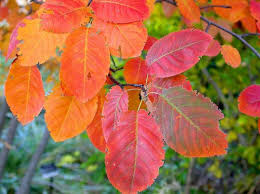 Attēlu rezultāti vaicājumam “Amelanchier canadensis”